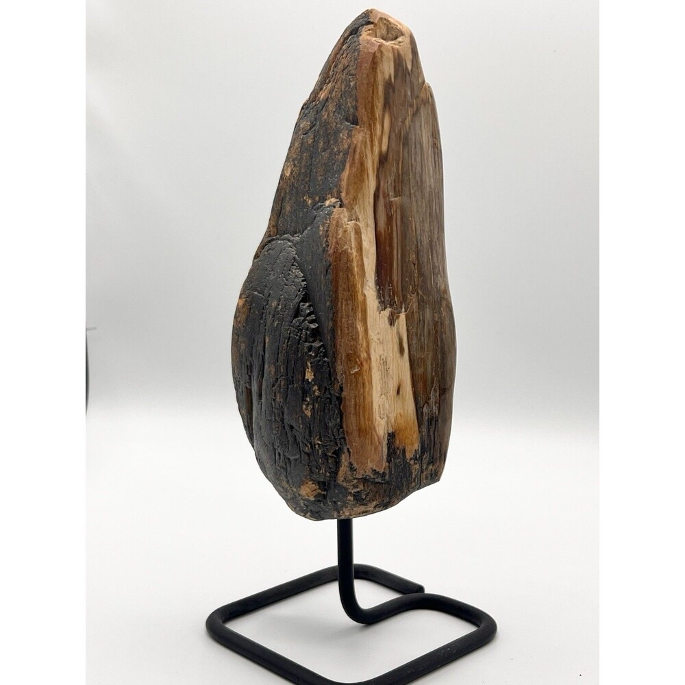 10” Petrified Wood Specimen Sculpture on Black Metal Display Stand